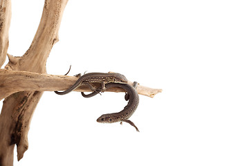 Image showing Lizards on a tree