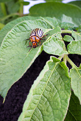 Image showing Colorado potato beetle