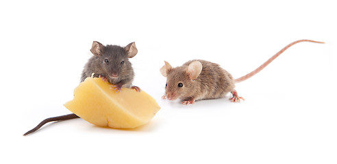 Image showing Mouse and cheese