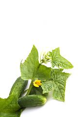 Image showing The cucumber white flowers 