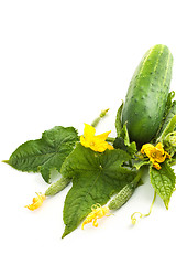 Image showing The cucumber white flowers 