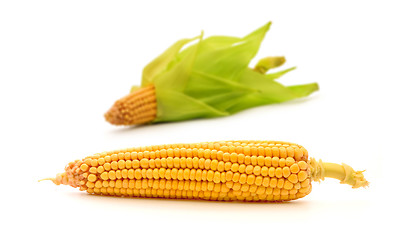 Image showing Corn