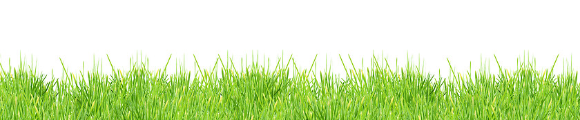 Image showing Isolated green grass