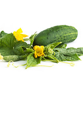 Image showing The cucumber white flowers 