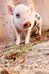 Image showing Close-up of a cute muddy piglet running around outdoors on the f