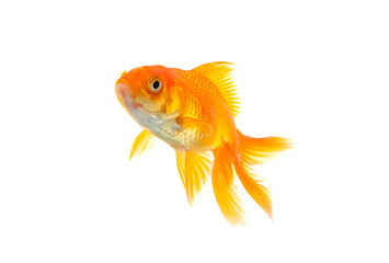 Image showing Goldfish