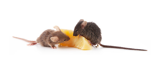 Image showing Mice and cheese