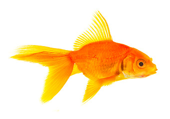 Image showing Goldfish