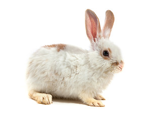 Image showing White small rabbit