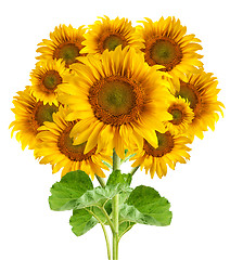 Image showing The beautiful sunflower