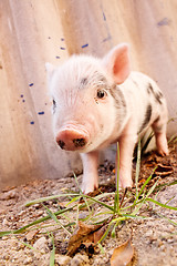 Image showing Close-up of a cute muddy piglet running around outdoors on the f