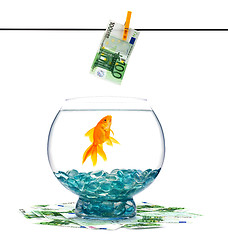 Image showing Goldfish in aquarium 