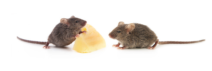 Image showing Mice and cheese