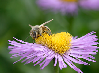 Image showing Bee on purple Erigeron