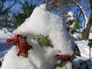 Image showing First snow