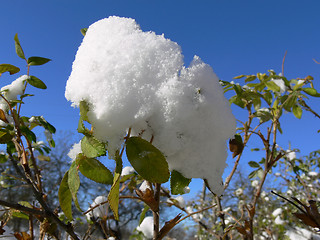 Image showing First snow