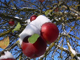 Image showing Apples in snow