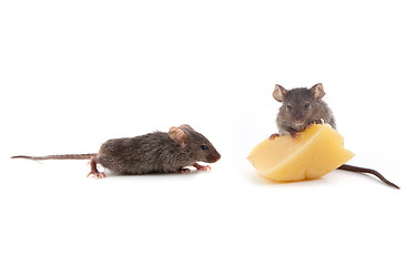 Image showing Mouse and cheese