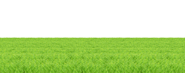 Image showing Isolated green grass