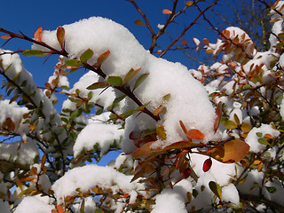 Image showing First snow