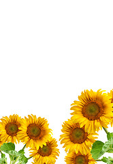 Image showing The beautiful sunflower