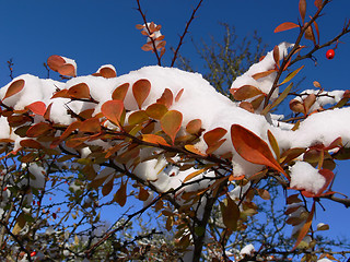 Image showing First snow