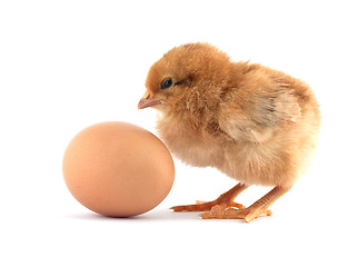 Image showing Yellow small chicks