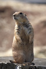 Image showing black tailed prairie marmot