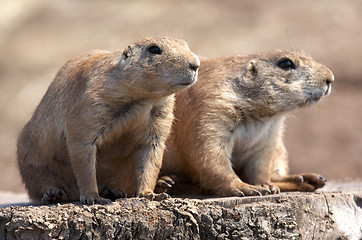 Image showing black tailed prairie marmot