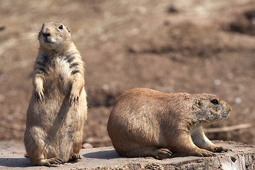 Image showing black tailed prairie marmot