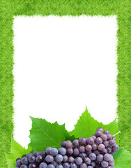 Image showing Grape