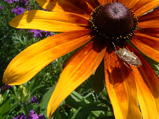 Image showing Flower and a beetle