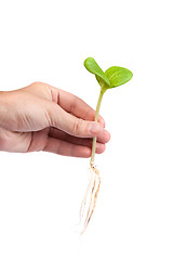 Image showing Male hand hold a small sprout and an earth handful