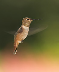 Image showing Black-Chinned_Humming