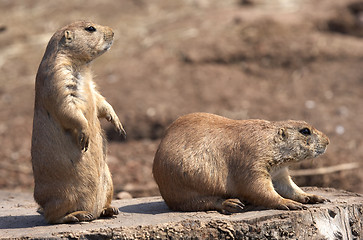 Image showing black tailed prairie marmot