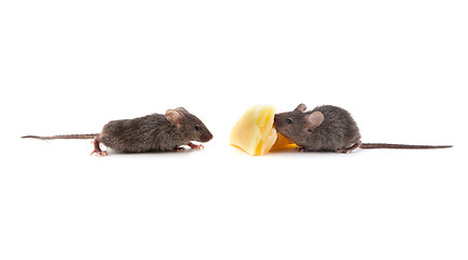 Image showing Mouse and cheese