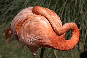 Image showing single pink flamingo