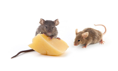 Image showing Mouse and cheese