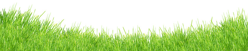 Image showing Isolated green grass