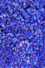 Image showing Beautiful spring flowers blue cornflower on background