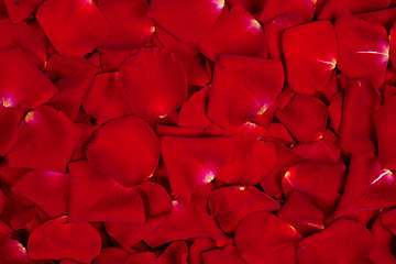 Image showing Background of red rose petals