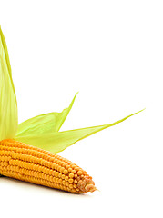 Image showing  Corn