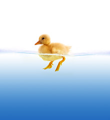 Image showing The yellow duckling swimming