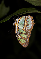 Image showing Green Butterfly-Ecuador