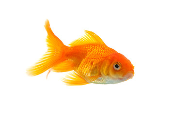 Image showing Goldfish