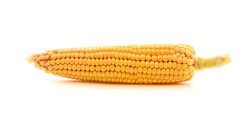 Image showing Corn