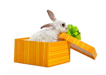 Image showing The rabbit in the yellow box