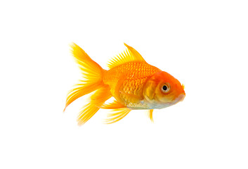 Image showing Goldfish