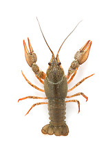 Image showing River raw crayfish 