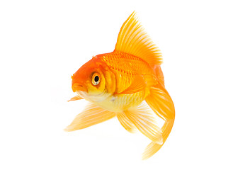 Image showing Goldfish